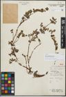 Foto von Salix polyadenia Hand.-Mazz.